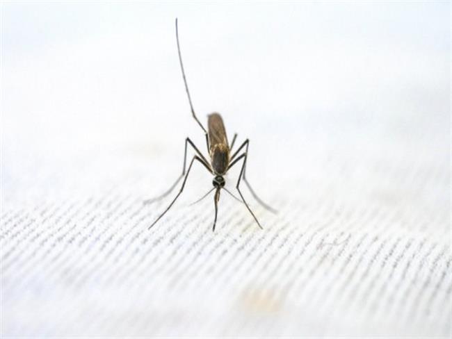 New knowledge about naturally acquired immunity may improve malaria vaccines